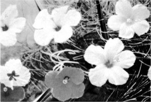 La fotografia originale da cui Warhol trasse i "Flowers"